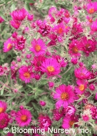 Aster novae-angliae 'September Ruby'              